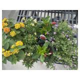 Flat of Mixed Flowers
