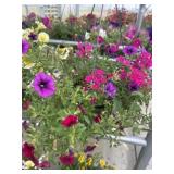 10' Hanging Basket