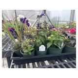Flat of Mixed Flowers