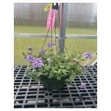 12' Hanging Basket