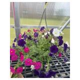 12' Hanging Basket
