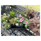 Flat of Mixed Flowers