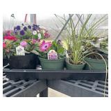 Flat of Mixed Flowers
