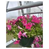 12' Hanging Basket