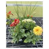 Flat of Mixed Flowers