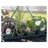 Flat of Mixed Flowers