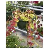 10' Hanging Basket
