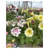 10' Hanging Basket