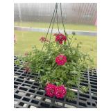 12' Hanging Basket