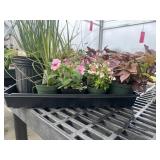 Flat of Mixed Flowers