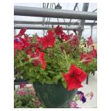 12' Hanging Basket