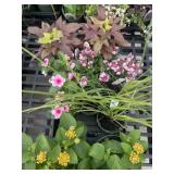 Flat of Mixed Flowers