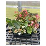 Flat of Mixed Flowers