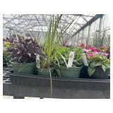 Flat of Mixed Flowers
