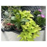 Flat of Mixed Flowers