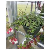 10' Hanging Basket