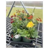 Flat of Mixed Flowers