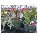 Flat of Mixed Flowers