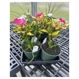 Flat of Mixed Flowers