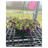 12' Hanging Basket