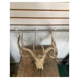 Deer Skull