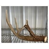 Antler