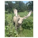 Concrete moose