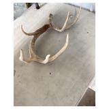 Deer antlers