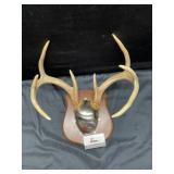 Mounted Antlers