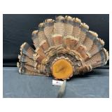 Turkey Tail Feathers