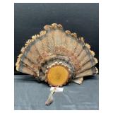 Turkey Tail Feathers