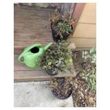 Watering Can and Plants