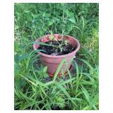 Flower Pot