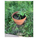 Flower Pot medium