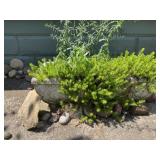 Concrete planter