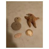 Seashells