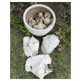 Flower Pot and Shells