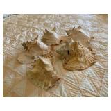 Seashells