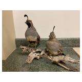 Taxidermy Birds