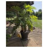 Large Outdoor Plant