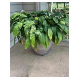 Large outdoor Plant