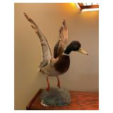 Taxidermy Duck