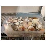 Seashells