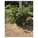 Large Plant