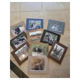 Animal Photos