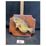 Taxidermy fish