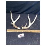 Deer Antlers