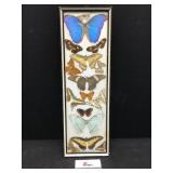 Butterfly Display