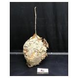 Wasp Nest