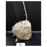 Wasp Nest